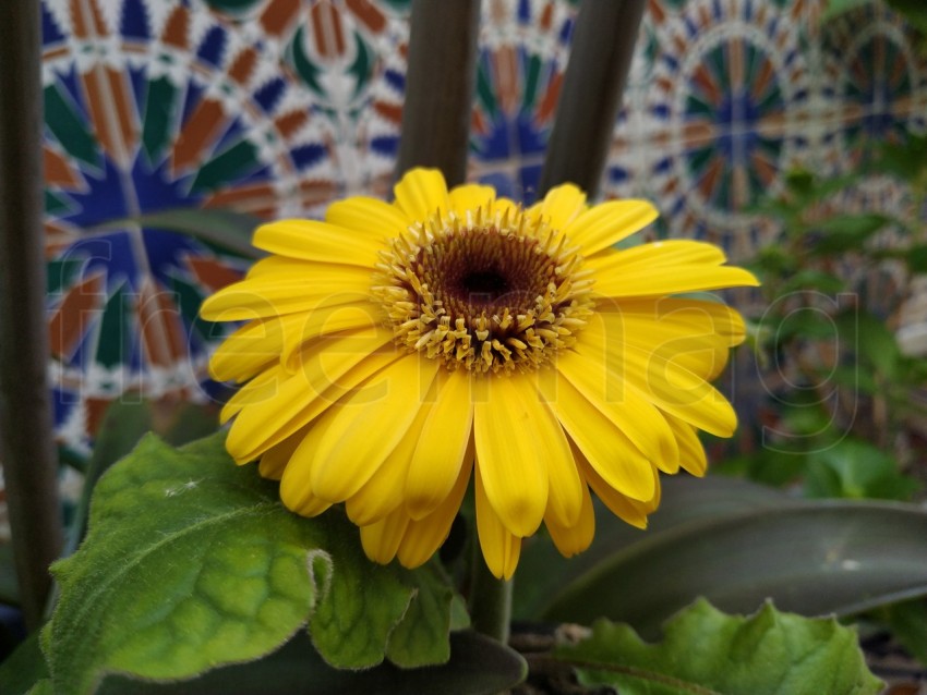 Gerberas Amarillas Simboliza energía positiva, calidez y amabilidad, sonrisas y alegría.