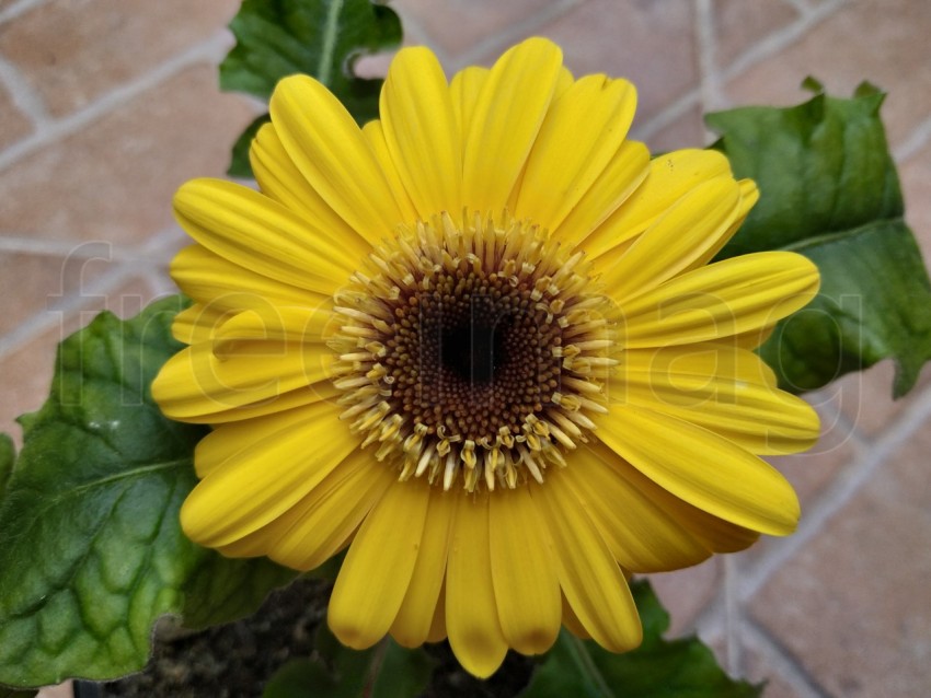 Gerberas Amarillas Simboliza energía positiva, calidez y amabilidad, sonrisas y alegría.