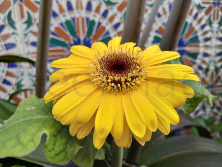 Gerberas Amarillas Simboliza energía positiva, calidez y amabilidad, sonrisas y alegría.