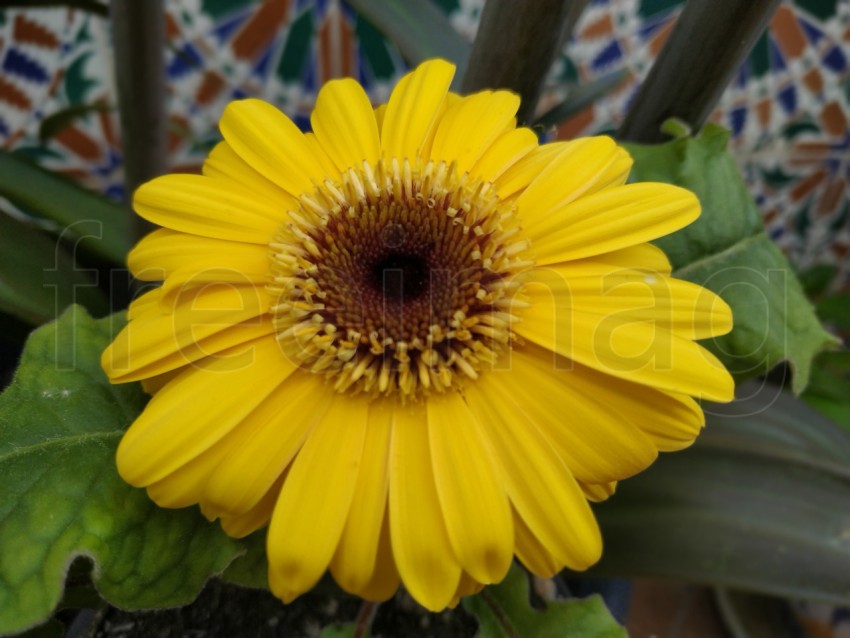 Gerberas Amarillas Simboliza energía positiva, calidez y amabilidad, sonrisas y alegría.