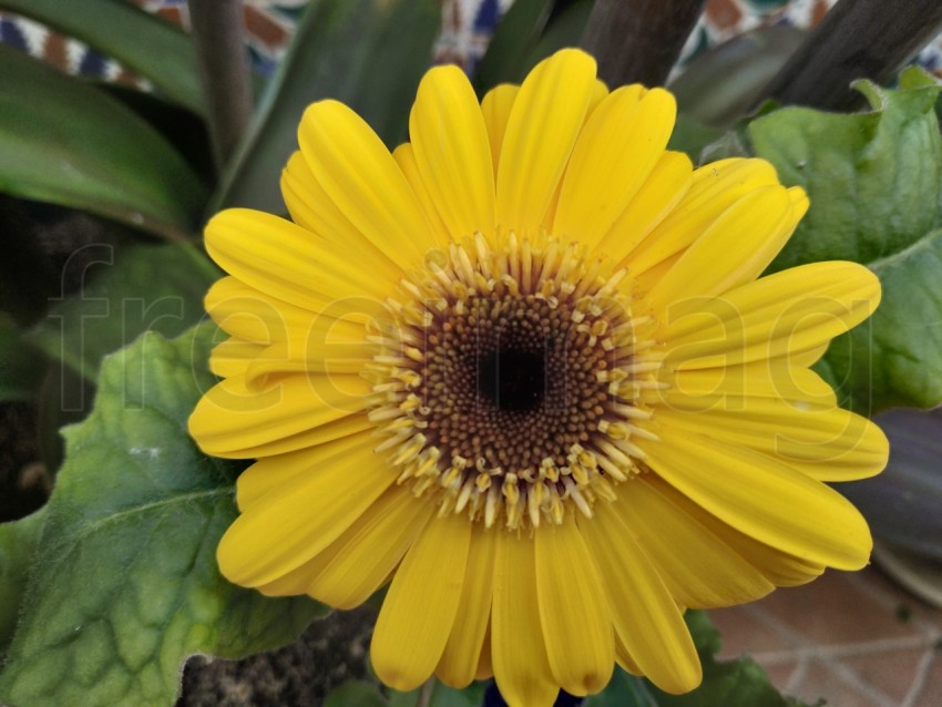 Gerberas Amarillas Simboliza energía positiva, calidez y amabilidad, sonrisas y alegría.