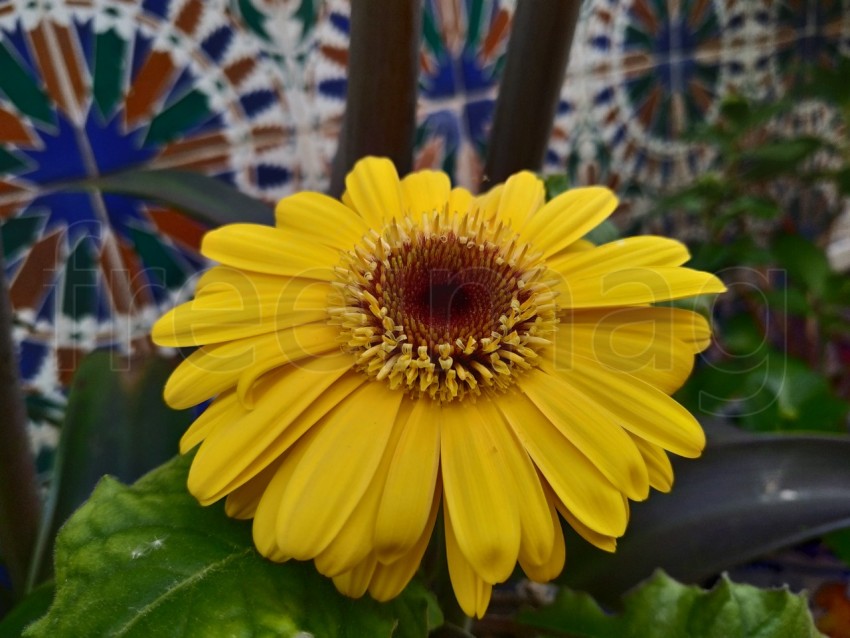 Gerberas Amarillas Simboliza energía positiva, calidez y amabilidad, sonrisas y alegría.