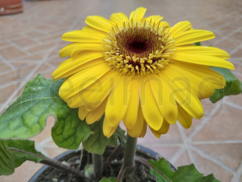 Gerberas Amarillas Simboliza energía positiva, calidez y amabilidad, sonrisas y alegría.