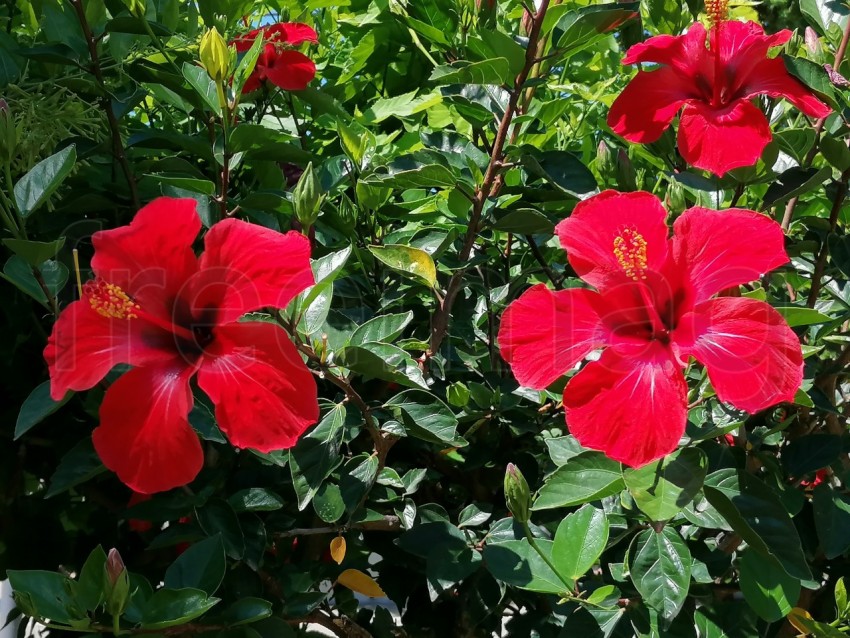 Flor de Hibisco Rojo. Es una planta originaria de China y pertenece a la familia Malvaceae.