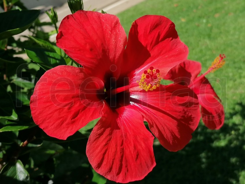 Flor de Hibisco Rojo. Es una planta originaria de China y pertenece a la familia Malvaceae.