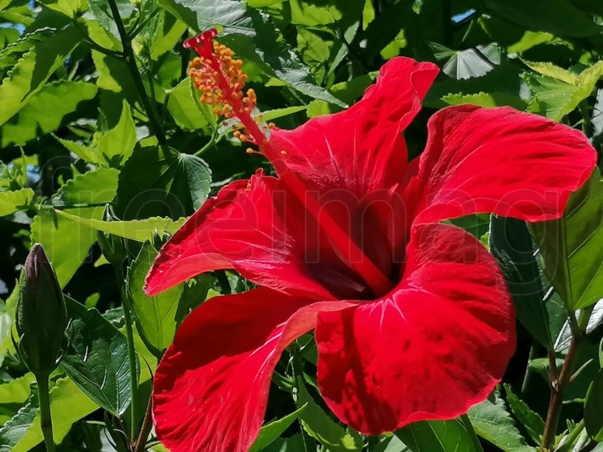 Flor de Hibisco Rojo. Es una planta originaria de China y pertenece a la familia Malvaceae.