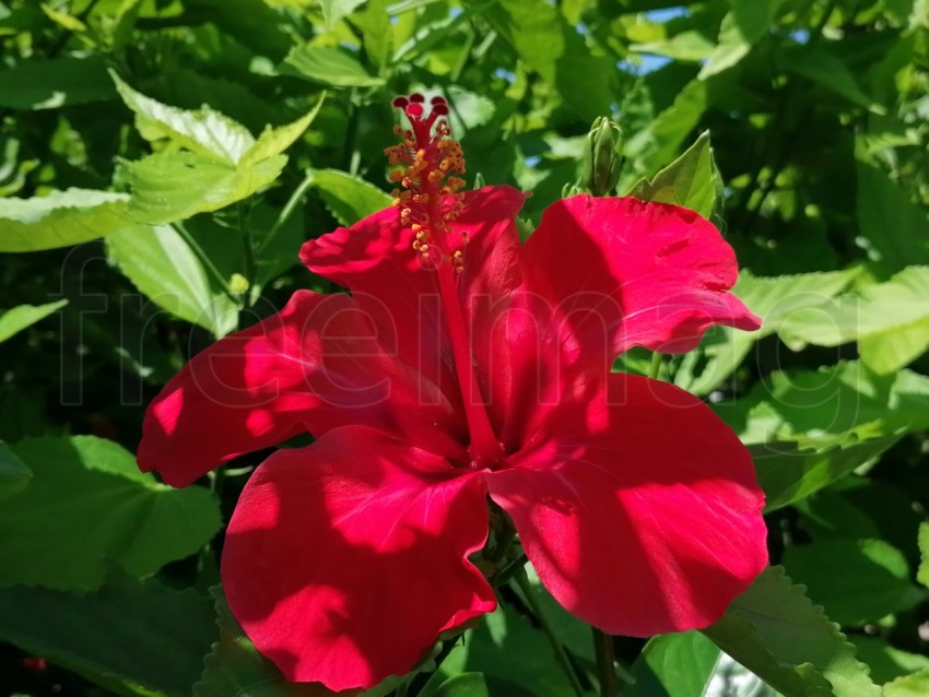 Flor de Hibisco Rojo. Es una planta originaria de China y pertenece a la familia Malvaceae.