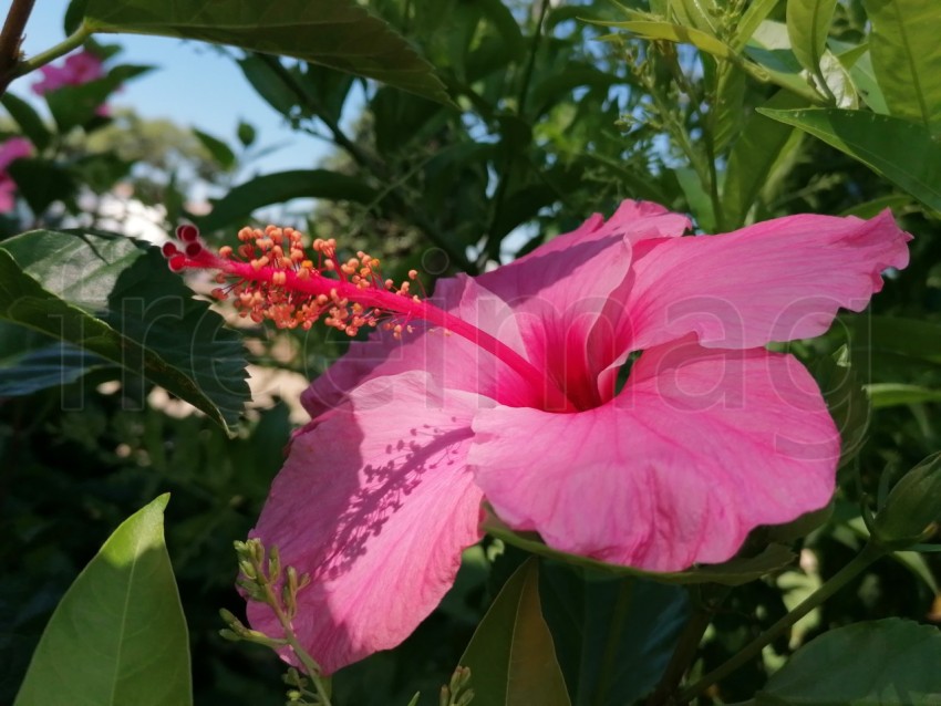 Flor de Hibisco rosa. Es una planta originaria de China y pertenece a la familia Malvaceae.