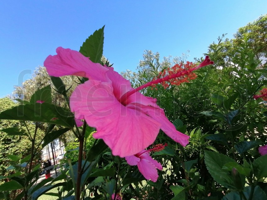 Flor de Hibisco rosa. Es una planta originaria de China y pertenece a la familia Malvaceae.