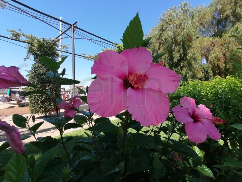 Flor de Hibisco rosa. Es una planta originaria de China y pertenece a la familia Malvaceae.