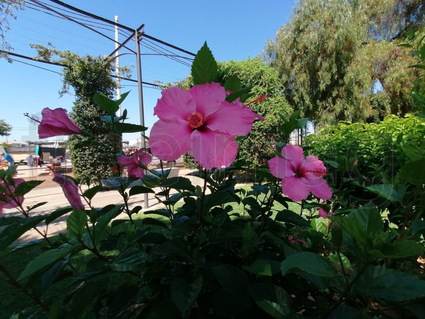 Flor de Hibisco rosa. Es una planta originaria de China y pertenece a la familia Malvaceae.