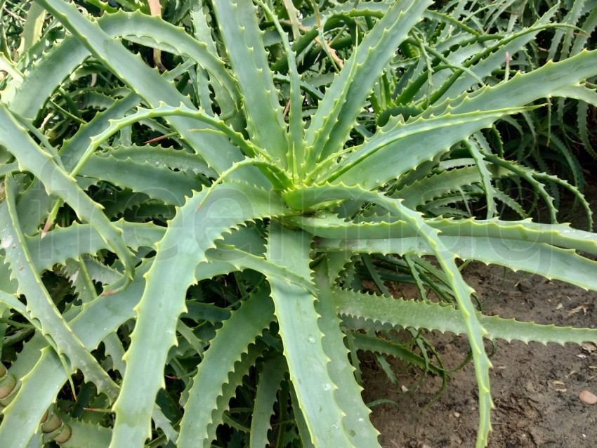 Aloe arborescens, también conocido como aloe krantz o aloe candelabro. en Huelva España