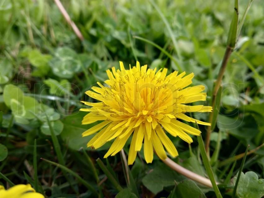 Flor de diente de león amarillo sobre fondo de hierba verde