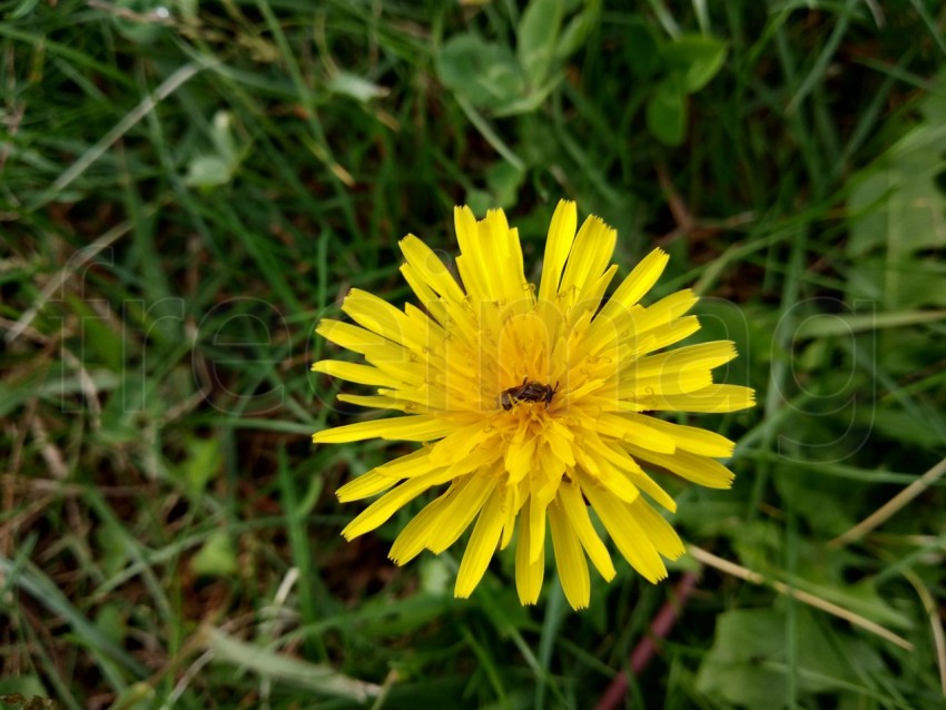 Flor de diente de león amarillo sobre fondo de hierba verde