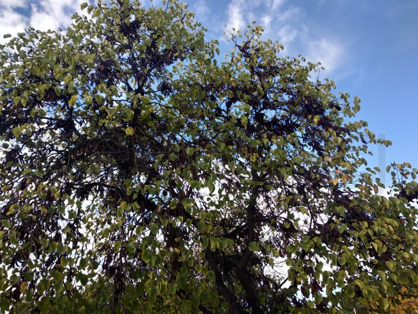 Árbol en otoño en Huelva