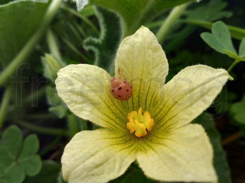 Una mariquita sobre una flor amarilla del pepinillo del diablo