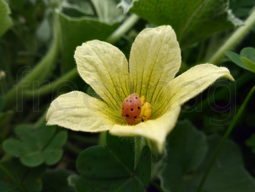 Una mariquita sobre una flor amarilla del pepinillo del diablo