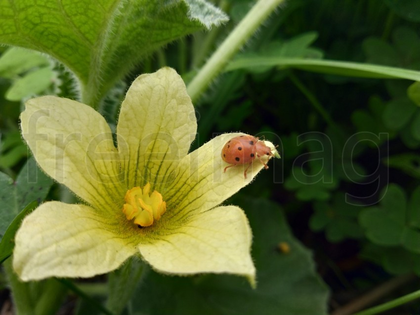 Una mariquita sobre una flor amarilla del pepinillo del diablo