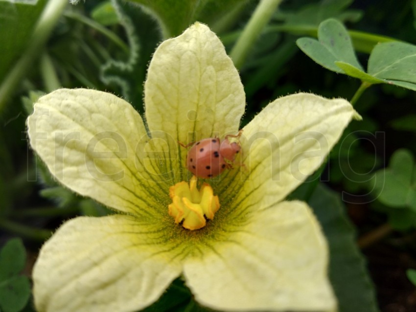 Una mariquita sobre una flor amarilla del pepinillo del diablo