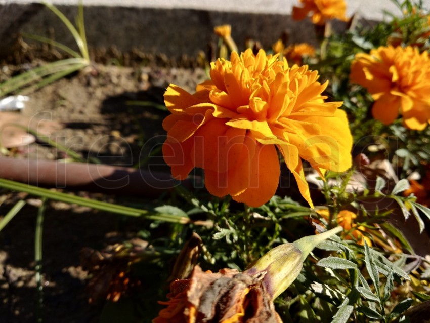 Primer plano hermoso Tagetes en el parque de Isla Cristina provincia de Huelva, España