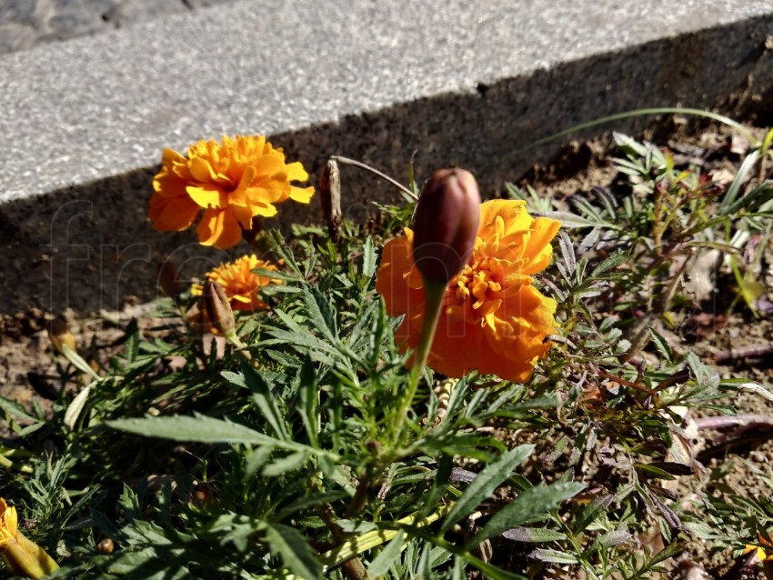 Primer plano hermoso Tagetes en el parque de Isla Cristina provincia de Huelva, España