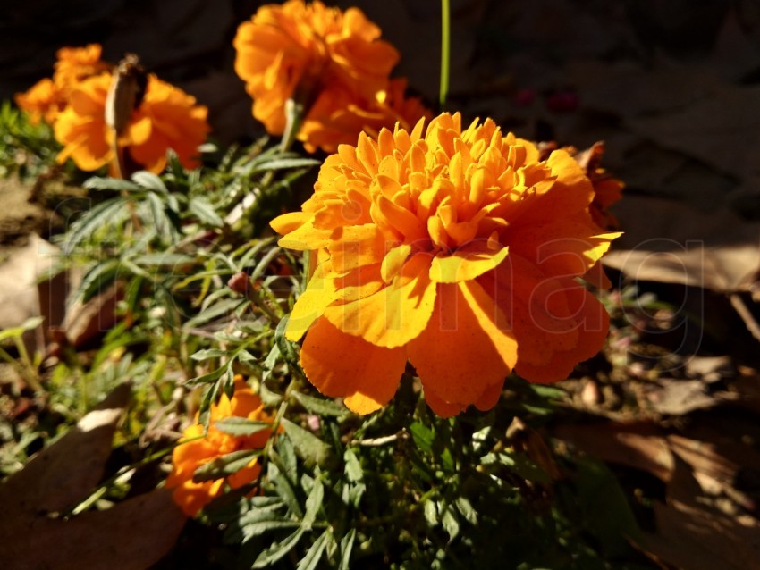 Primer plano hermoso Tagetes en el parque de Isla Cristina provincia de Huelva, España