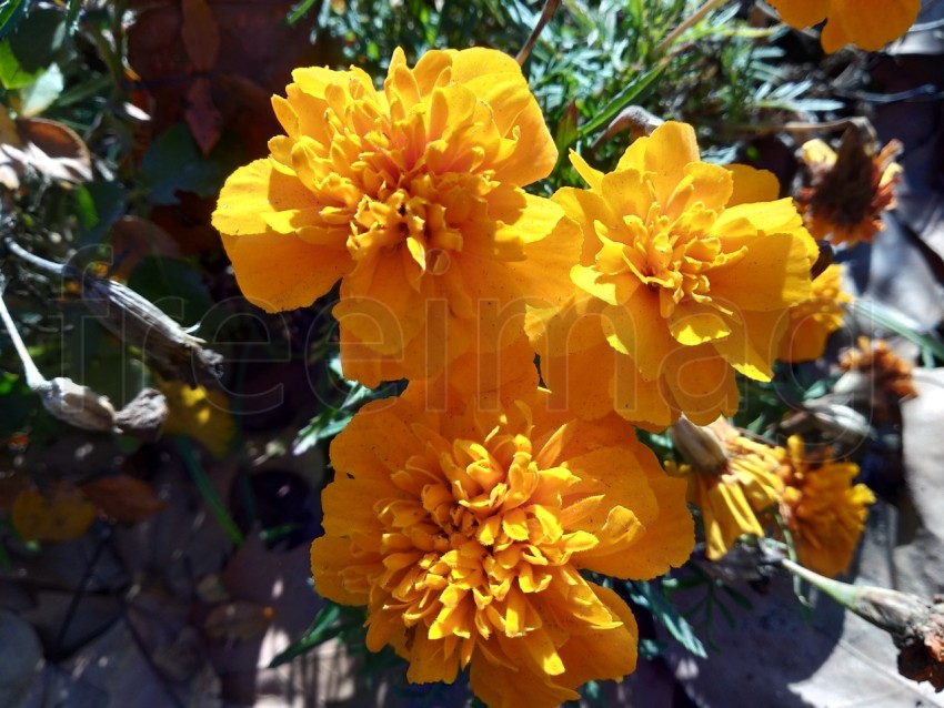 Primer plano hermoso Tagetes en el parque de Isla Cristina provincia de Huelva, España