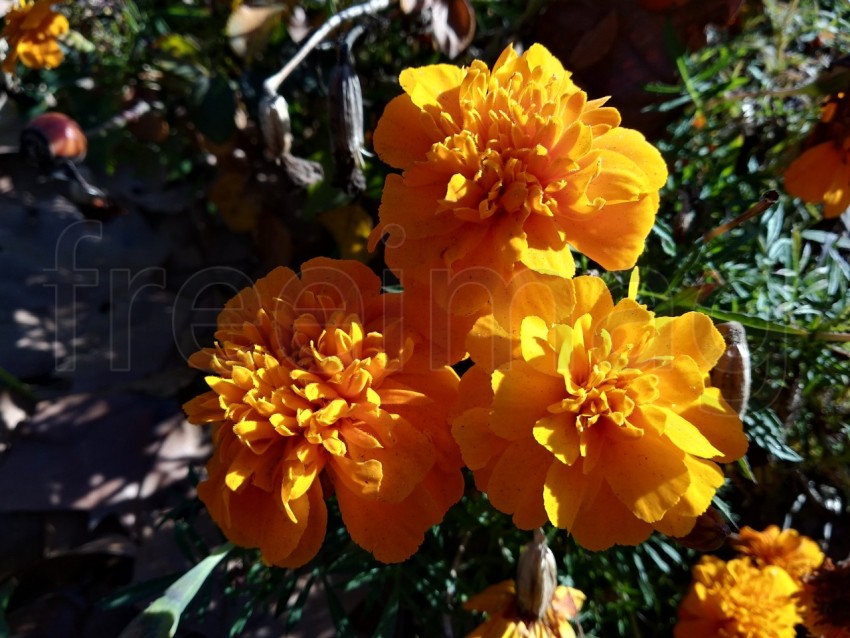 Primer plano hermoso Tagetes en el parque de Isla Cristina provincia de Huelva, España