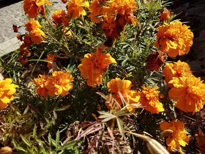 Primer plano hermoso Tagetes en el parque de Isla Cristina provincia de Huelva, España