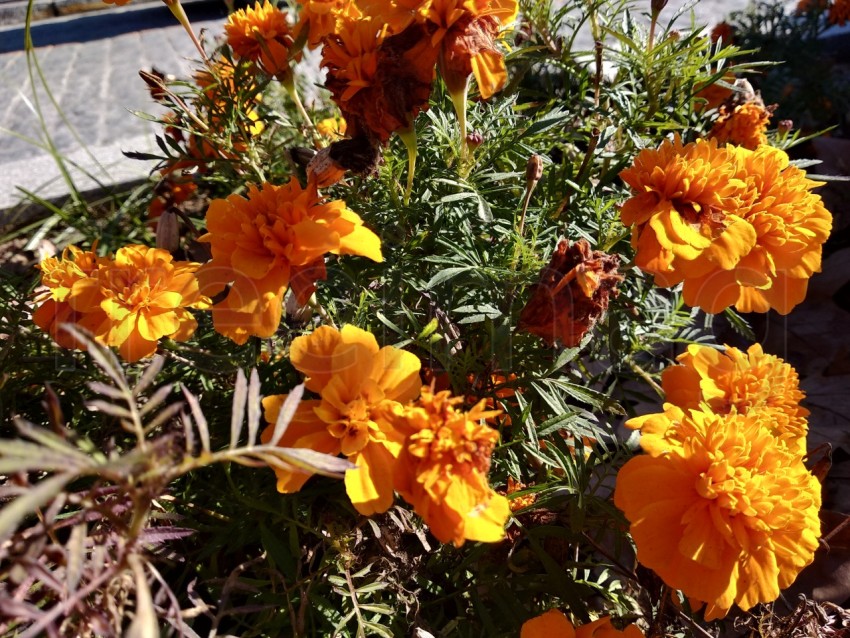 Primer plano hermoso Tagetes en el parque de Isla Cristina provincia de Huelva, España