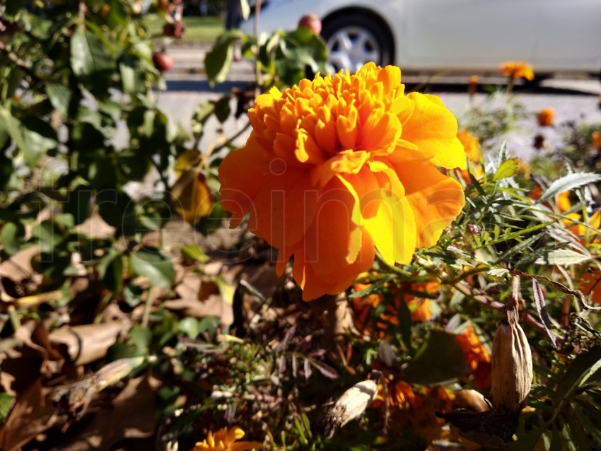 Primer plano hermoso Tagetes en el parque de Isla Cristina provincia de Huelva, España (8)