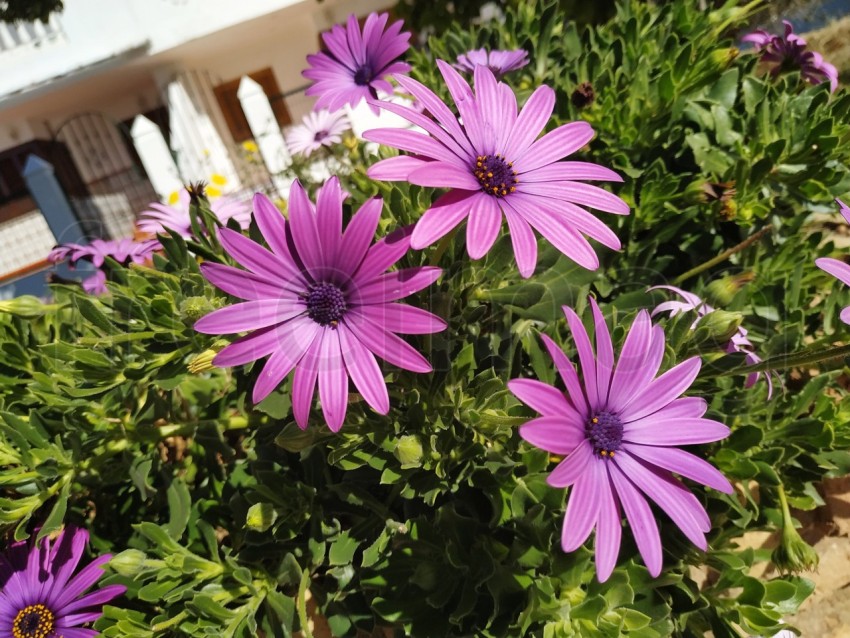 Primer plano de flores Dimorfotecas hermosas moradas en jardín en primavera