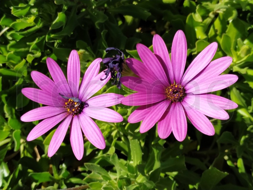 Primer plano de flores Dimorfotecas hermosas moradas en jardín en primavera