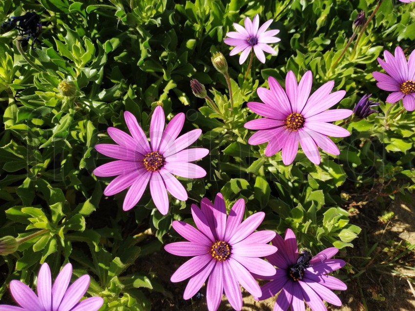 Primer plano de flores Dimorfotecas hermosas moradas en jardín en primavera