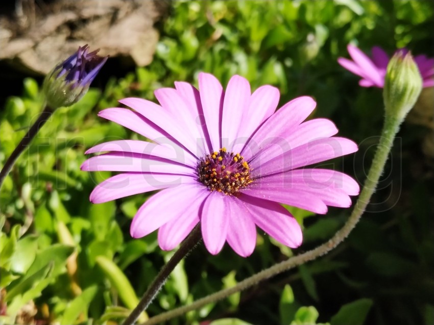 Primer plano de flores Dimorfotecas hermosas moradas en jardín en primavera