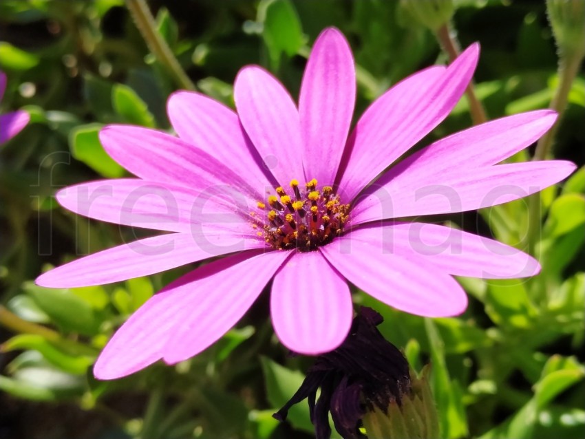 Primer plano de flores Dimorfotecas hermosas moradas en jardín en primavera