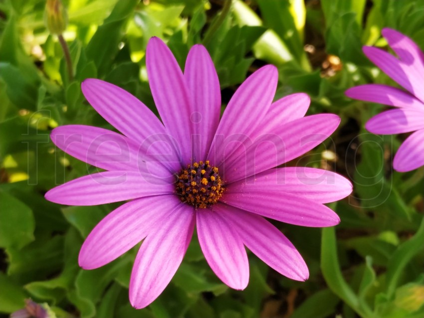 Primer plano de flores Dimorfotecas hermosas moradas en jardín en primavera