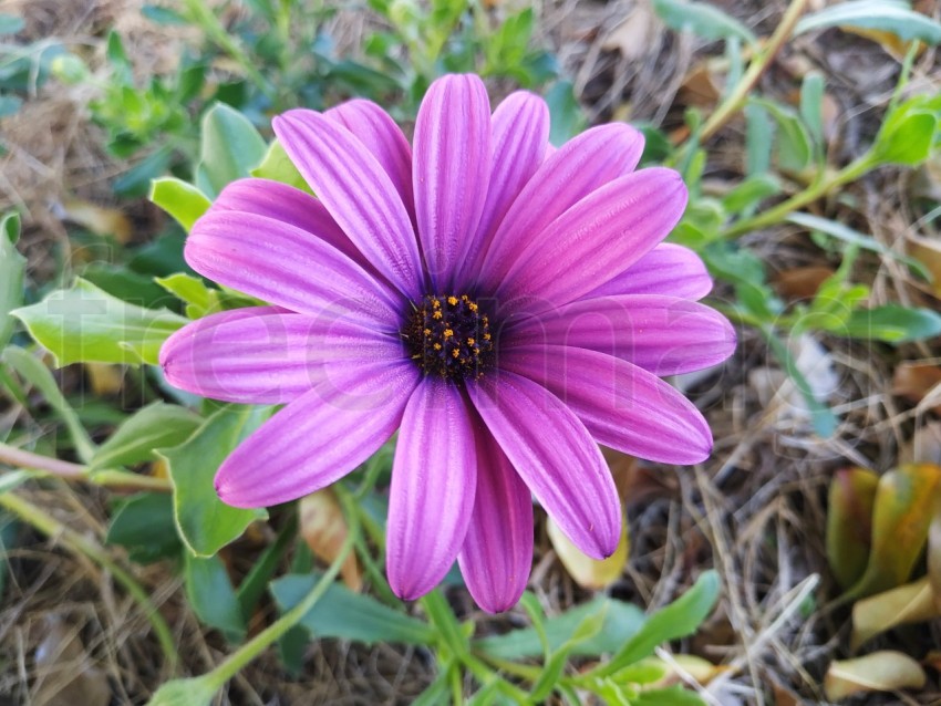 Primer plano de flores Dimorfotecas hermosas moradas en jardín en primavera