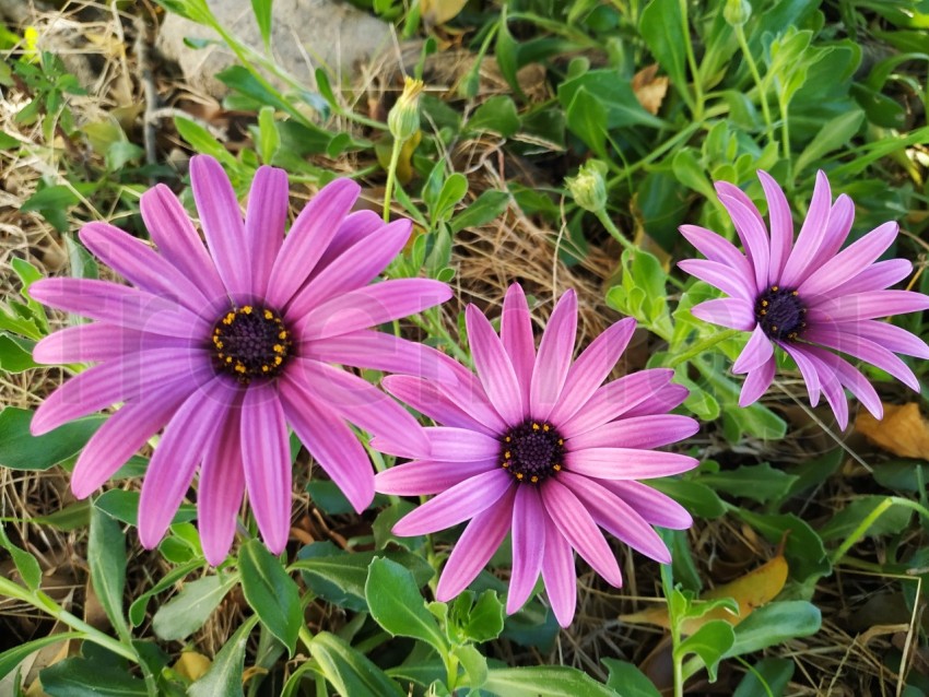 Primer plano de flores Dimorfotecas hermosas moradas en jardín en primavera