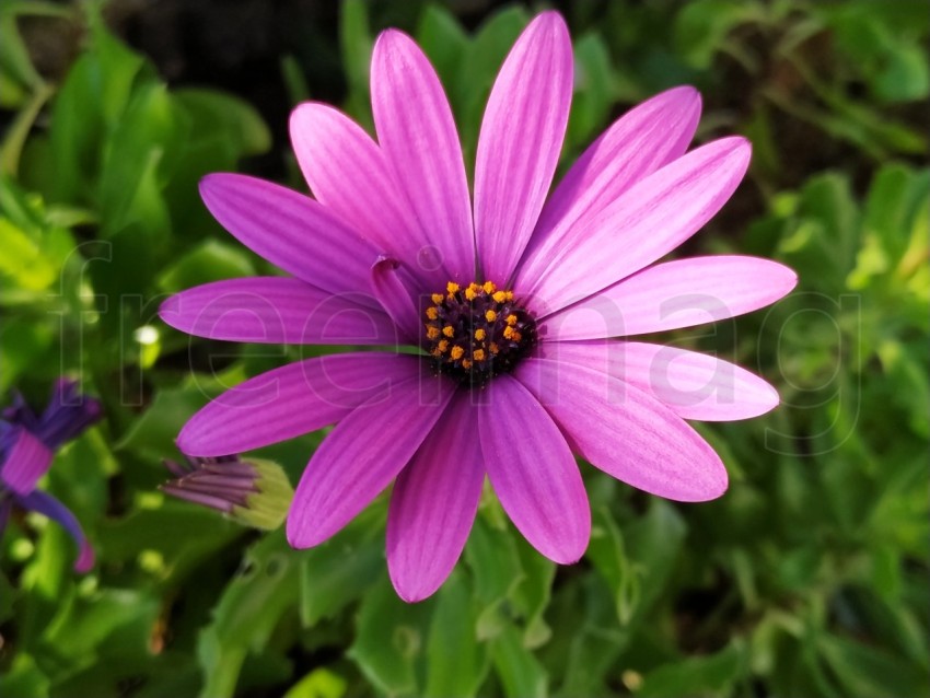 Primer plano de flores Dimorfotecas hermosas moradas en jardín en primavera