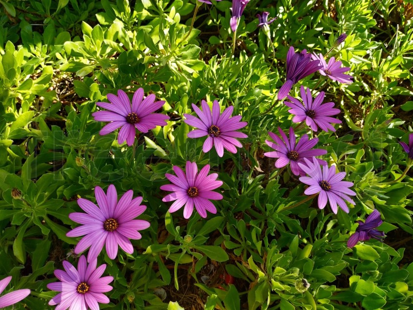 Primer plano de flores Dimorfotecas hermosas moradas en jardín en primavera