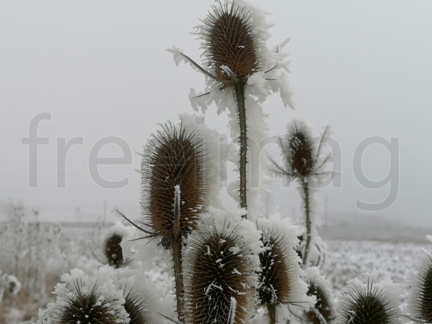 Invierno Encantador: Capturando la Magia de las Plantas Nevadas