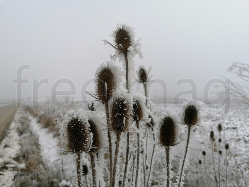 Invierno Encantador: Capturando la Magia de las Plantas Nevadas