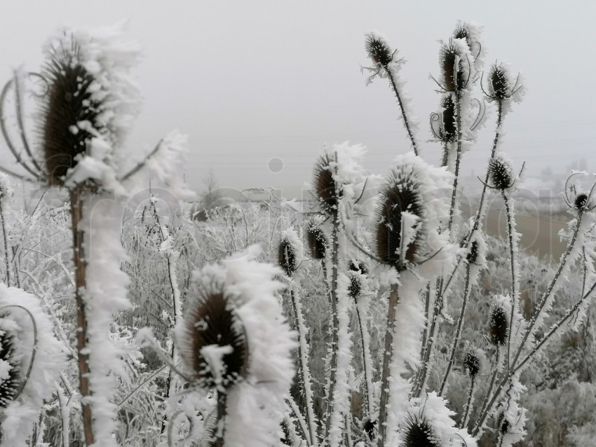 Invierno Encantador: Capturando la Magia de las Plantas Nevadas