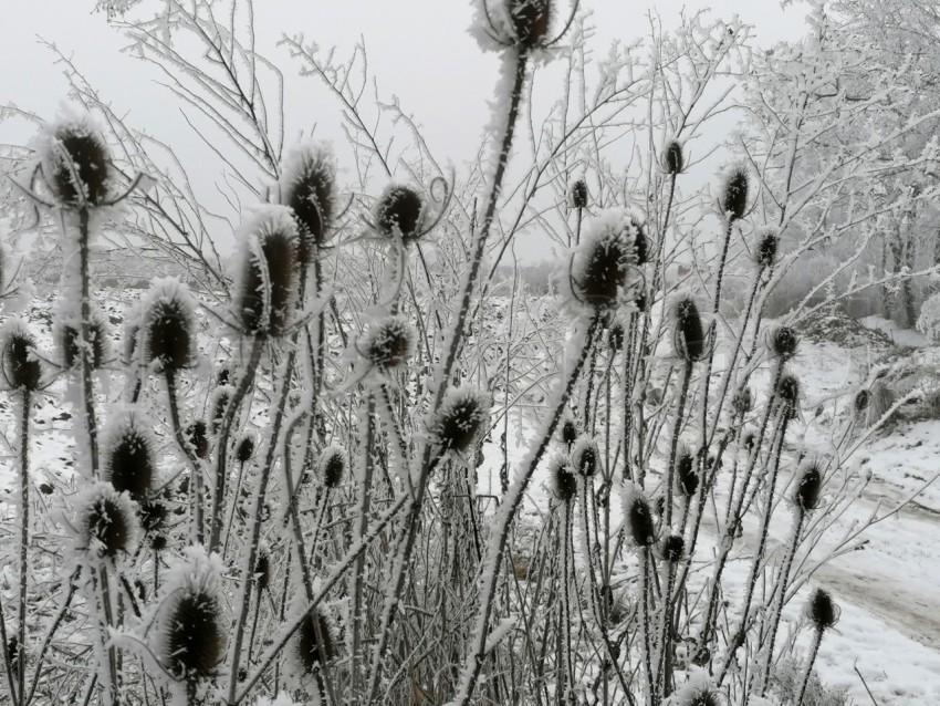 Invierno Encantador: Capturando la Magia de las Plantas Nevadas