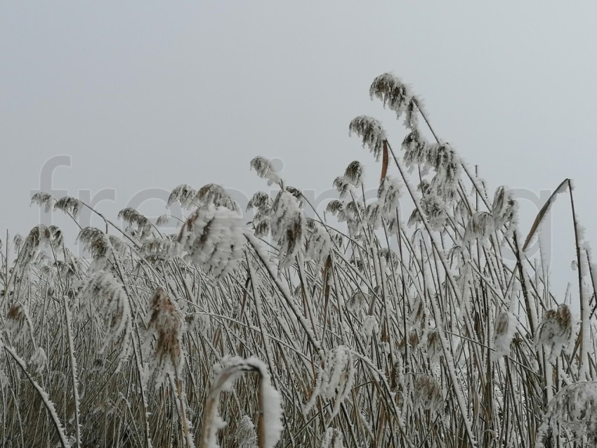 Invierno Encantador: Capturando la Magia de las Plantas Nevadas