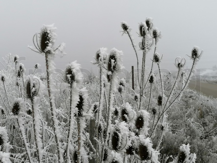 Invierno Encantador: Capturando la Magia de las Plantas Nevadas