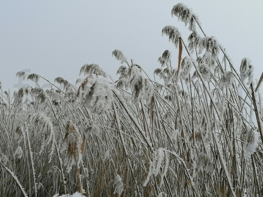 Invierno Encantador: Capturando la Magia de las Plantas Nevadas