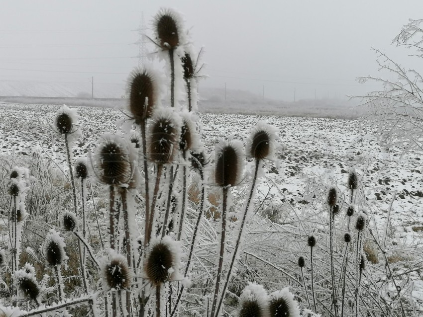 Invierno Encantador: Capturando la Magia de las Plantas Nevadas