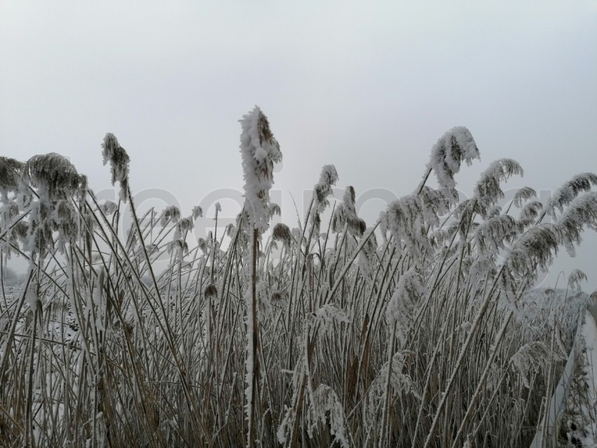 Invierno Encantador: Capturando la Magia de las Plantas Nevadas